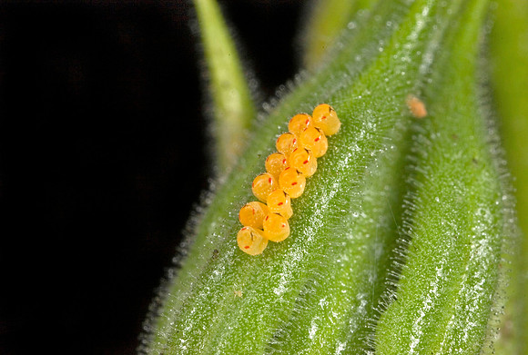 Stink Bug Eggs - 1