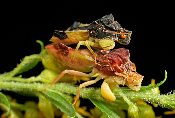 Ambush Bugs Mating - 6