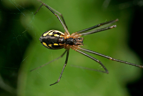 Filmy dome spider