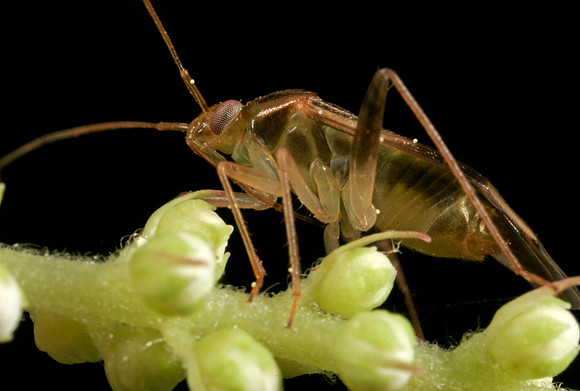 Plant Bug - 9