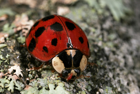 Lady Beetle - 4