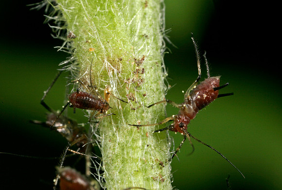 Aphids - 9
