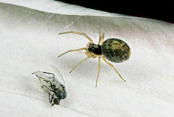 Spider with Prey - 6