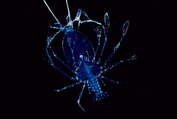 Larval Lobster