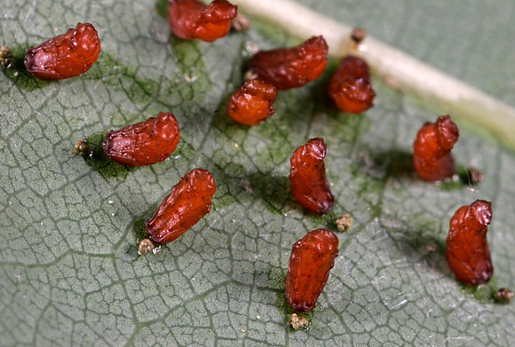 Parasitic Wasp Pupae - 2