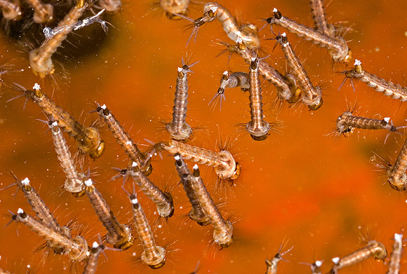 Mosquito Larvae