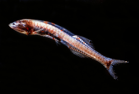 Bristlemouth