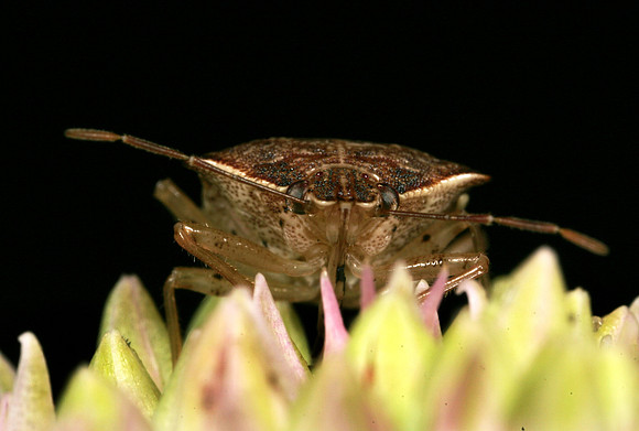 Spined Soldier Bug - 2
