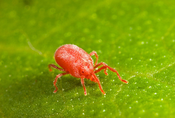 Red Mite - 1
