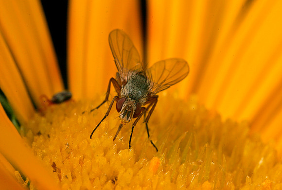Fly - 8
