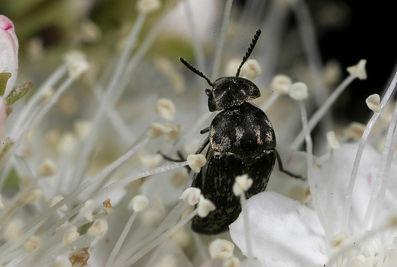 Sap-feeding Beetle - 1