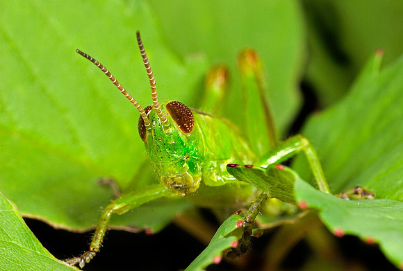 Grasshopper - 4