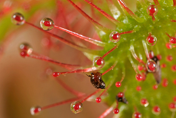 Sundew with Insects - 7