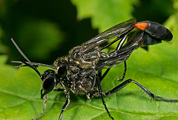 Thread-wasted Wasp - 2