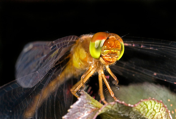 Dragonfly - 10
