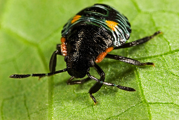 Bug Nymph - 1