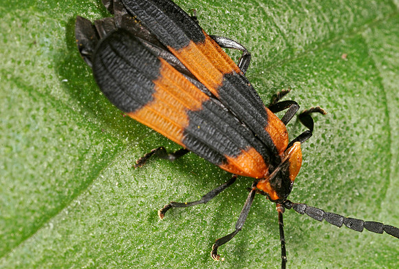 Net-winged Beetle - 2