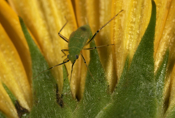 Green Plant Bug Nymph - 2