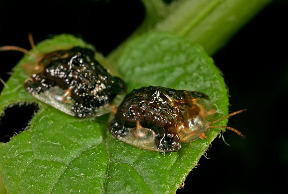Tortoise Beetles Mating - 2