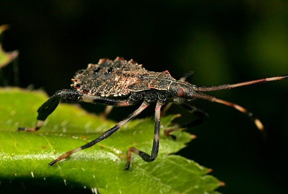 Assassin Bug Nymph - 9