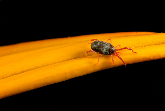 Mite