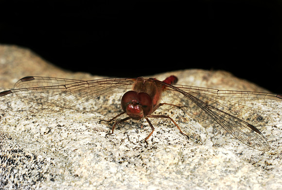 Dragonfly - 11
