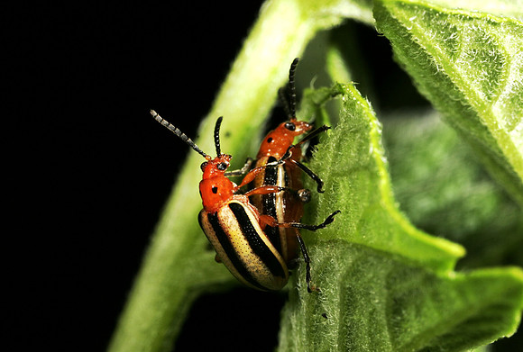 Potato Beetles Mating - 1