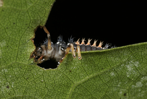 Lady Beetle Nymph - 3
