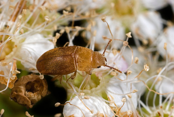 Fungus Beetle