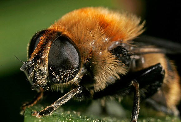Narcissus Bulb Fly - 4