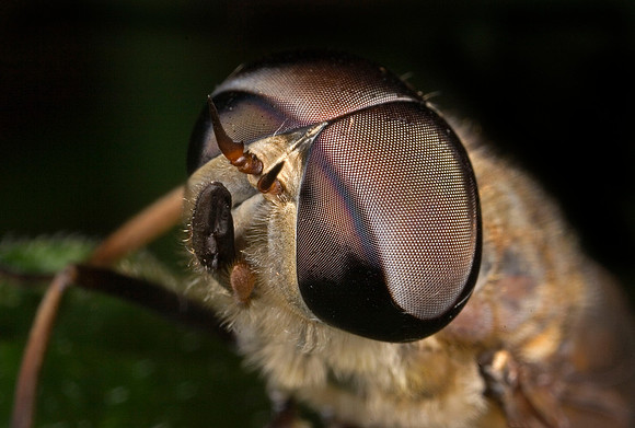 Horsefly - 2