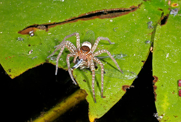 Fishing Spider - 1