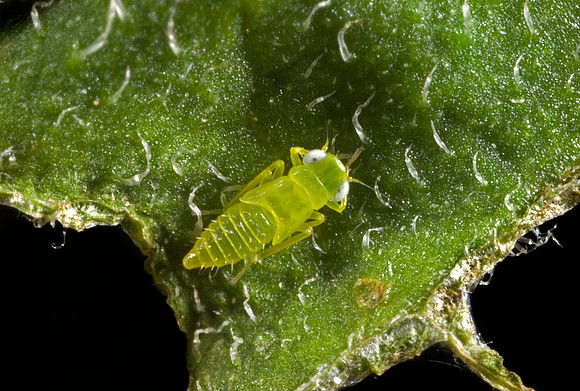 Leafhopper Nymph - 2