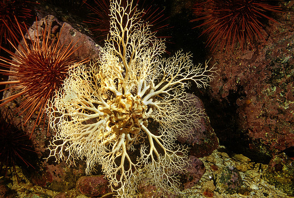 Basket Star - 1