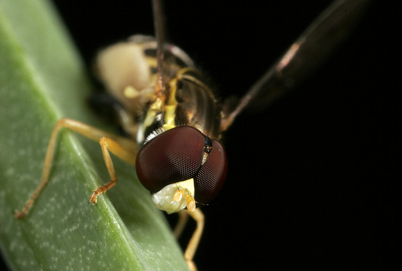 Hoverfly - 14
