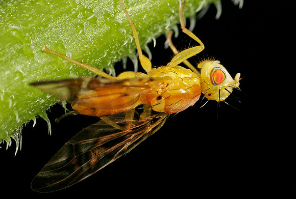 Orange Fly - 4