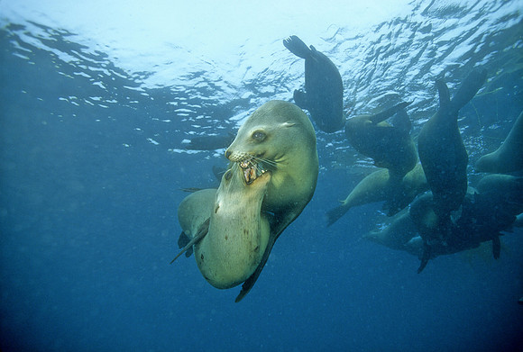 Sea Lion Juveniles