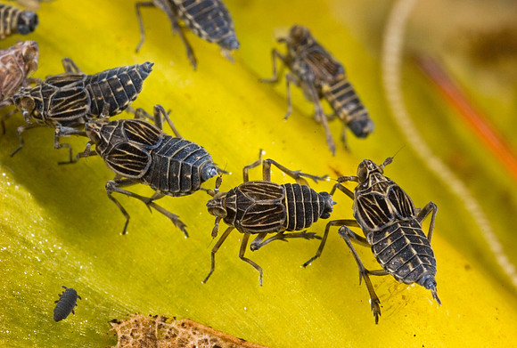 Planthopper Nymphs