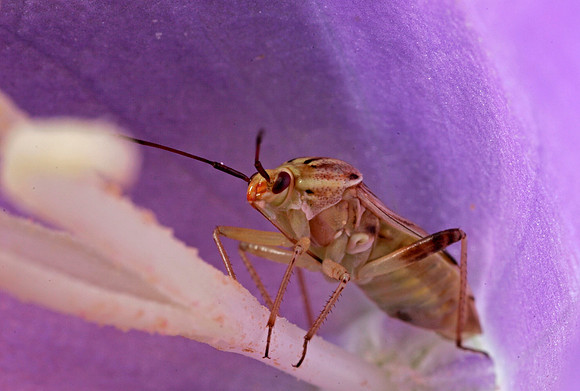 Plant Bug - 8