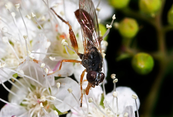 Fly - 3