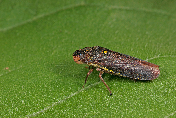 Leafhopper - 7