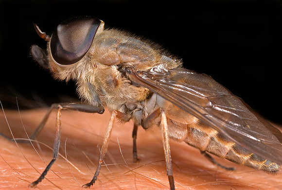 Horsefly - 1