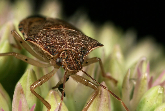 Spined Soldier Bug - 1