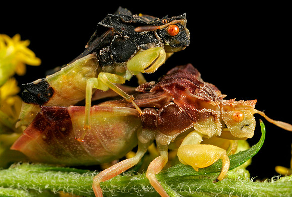 Ambush Bugs Mating - 7