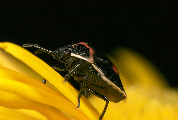 Stink Bug - 4