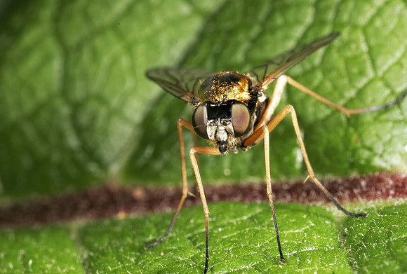 Snipe Fly - 2