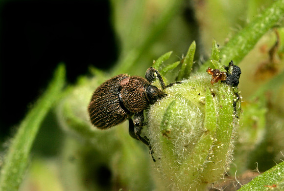 Weevil Feeding