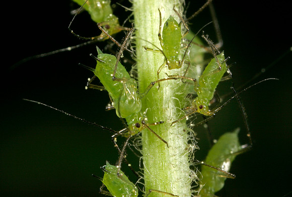 Aphids - 7