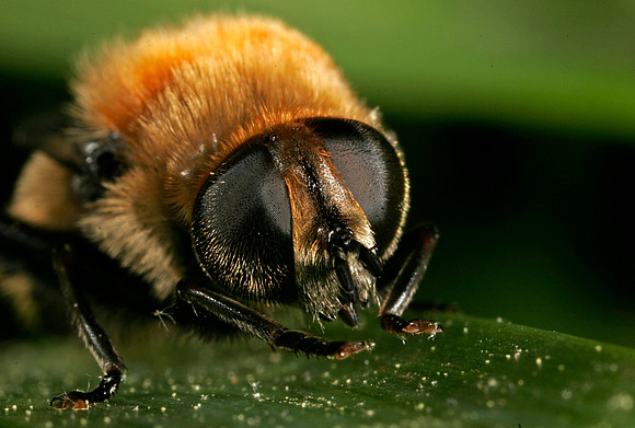 Bee Fly - 3