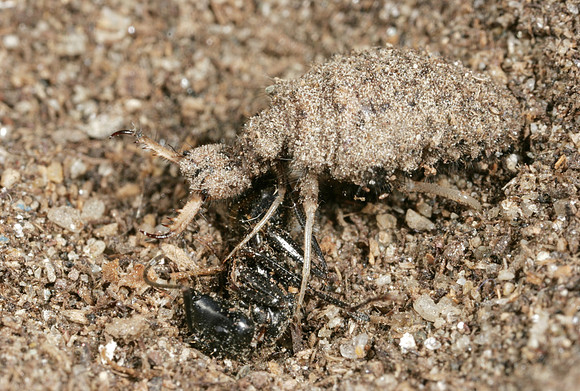 Ant Lion Larva - 2